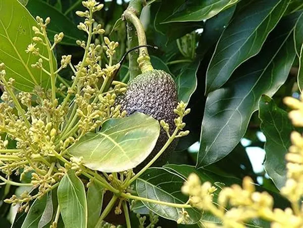 Grafted_Avocado_Fruit_Tree