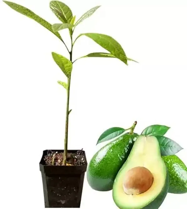 Grafted_Avocado_Fruit_Tree