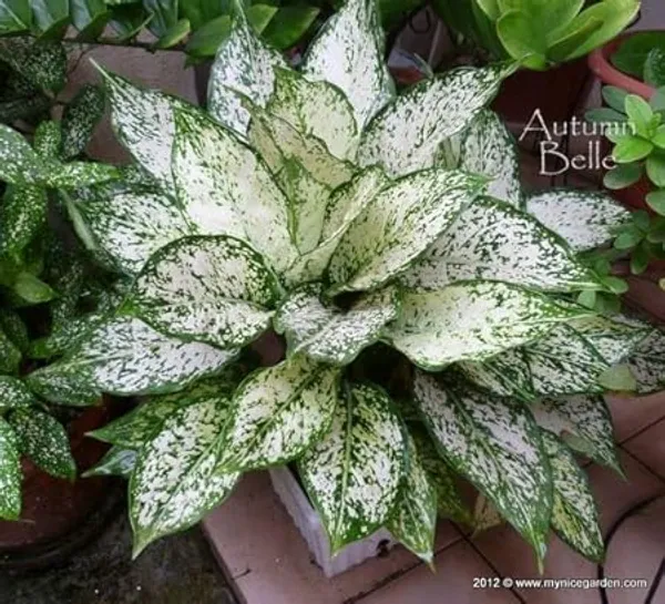 Aglaonema_Indoor_Plant