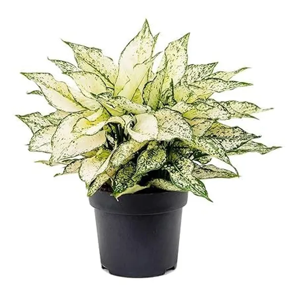 Aglaonema_Indoor_Plant