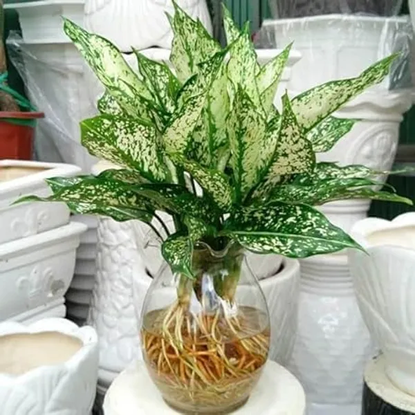 Aglaonema_Indoor_Plant