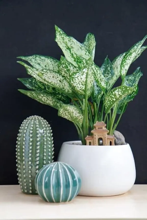 Aglaonema_Indoor_Plant