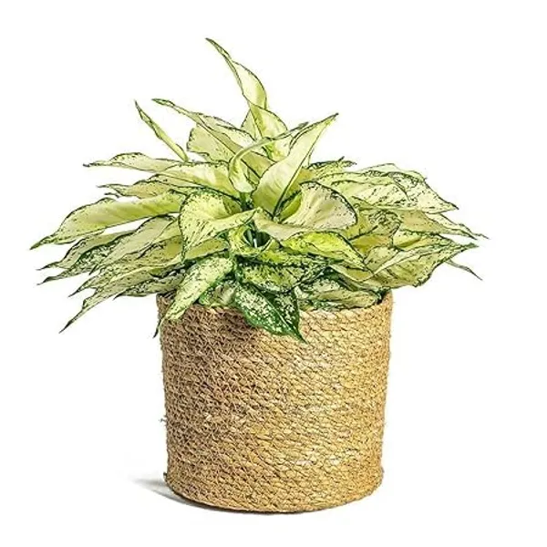 Aglaonema_Indoor_Plant