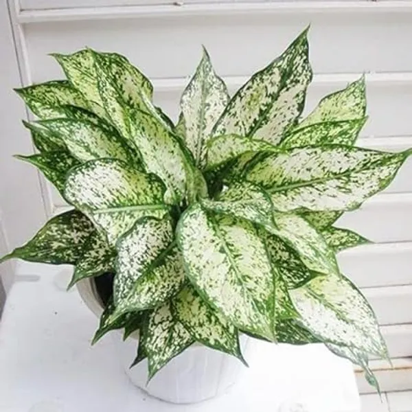 Aglaonema_Indoor_Plant