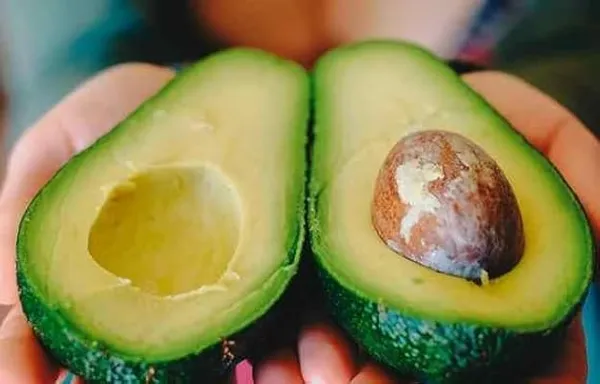 Grafted_Avocado_Plant