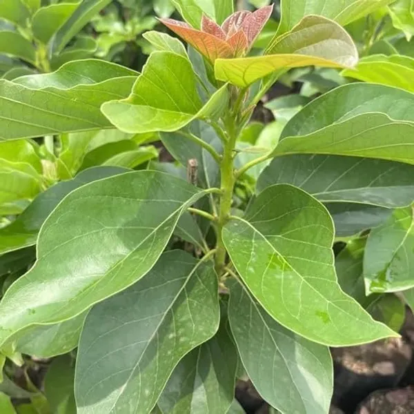 Grafted_Avocado_Plant