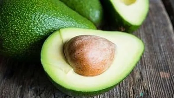 Grafted_Avocado_Plant