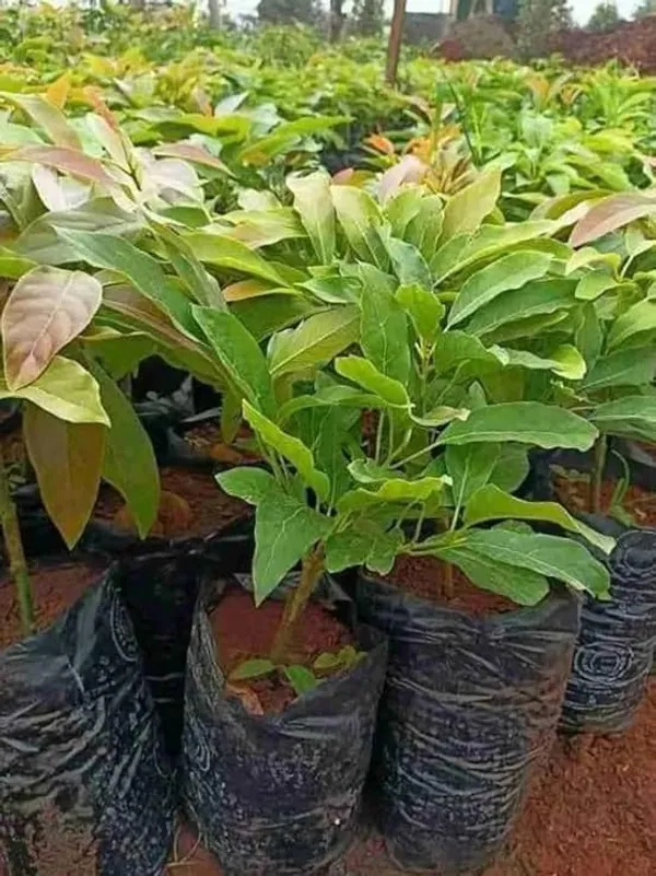 Grafted_Avocado_Plant