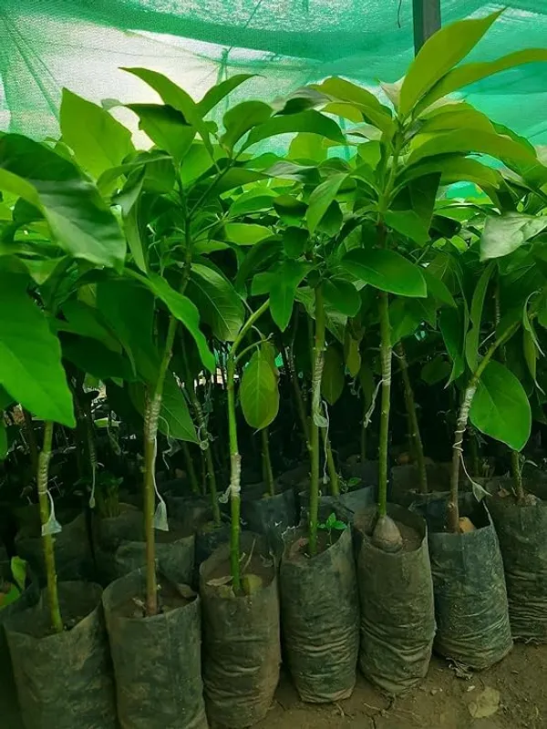 Grafted_Avocado_Plant