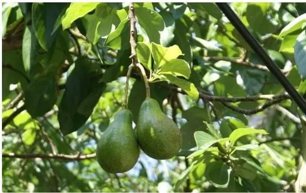 Grafted_Avocado_Plant