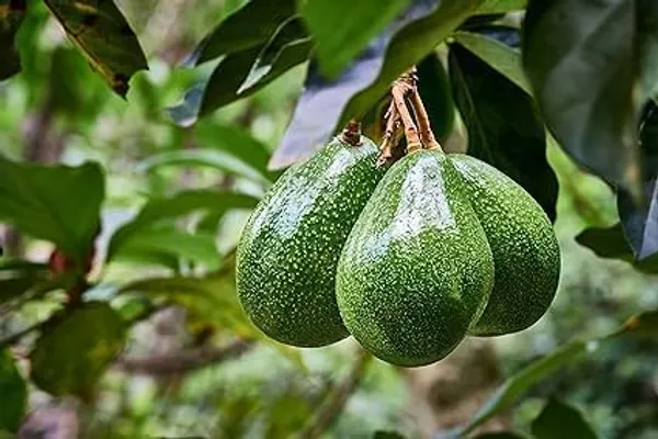 Grafted_Avocado_Plant