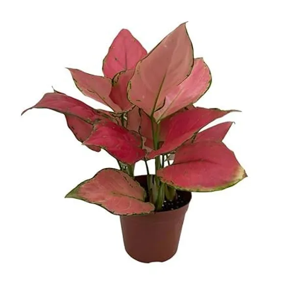 Aglaonema_Plant