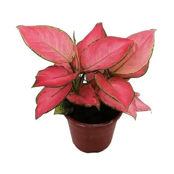 Aglaonema_Plant