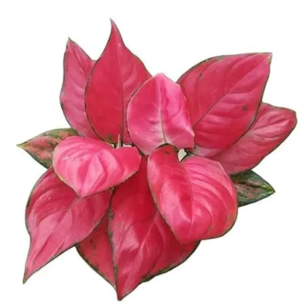 Aglaonema_Plant