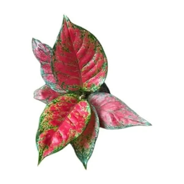 Aglaonema_Indoor_Plant