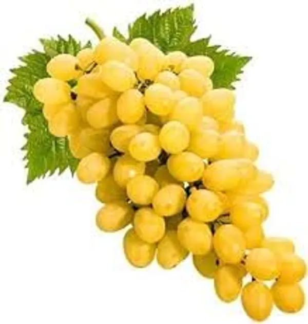 Dwarf_Grape_Plant