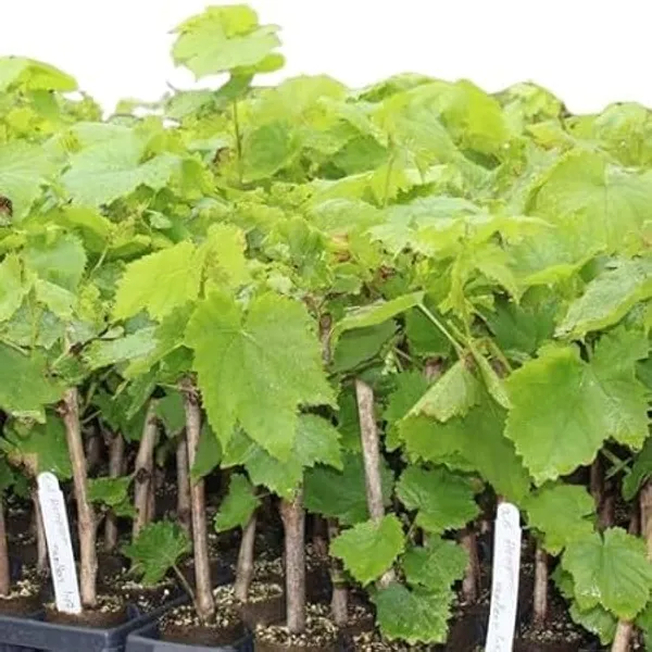 Dwarf_Grape_Plant