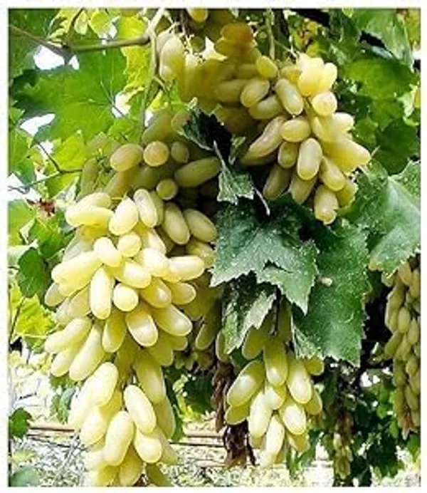 Dwarf_Grape_Plant