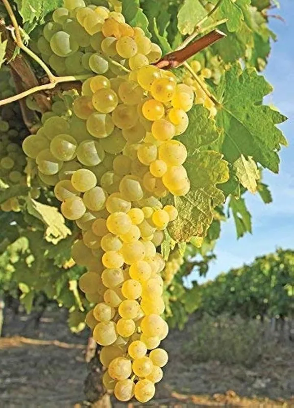 Dwarf_Grape_Plant