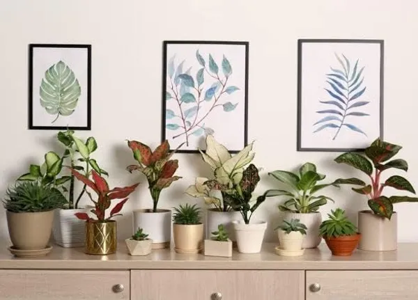 Aglaonema_Indoor_Plant