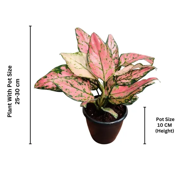Aglaonema_Indoor_Plant