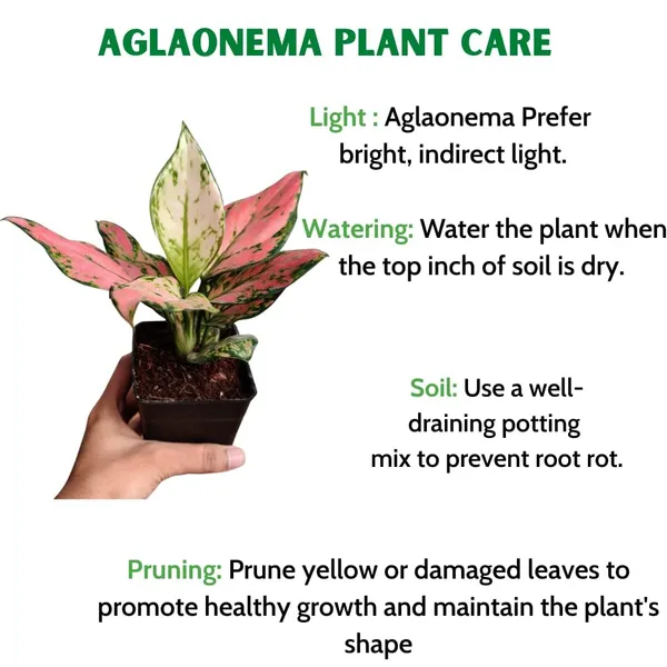 Aglaonema_Indoor_Plant