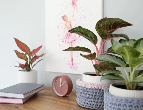 Aglaonema_Indoor_Plant