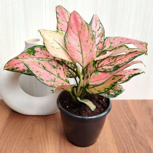 Aglaonema_Indoor_Plant