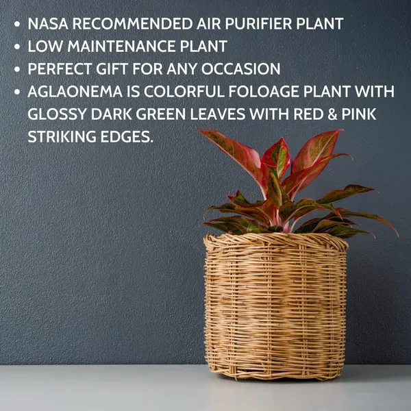 Aglaonema_Indoor_Plant