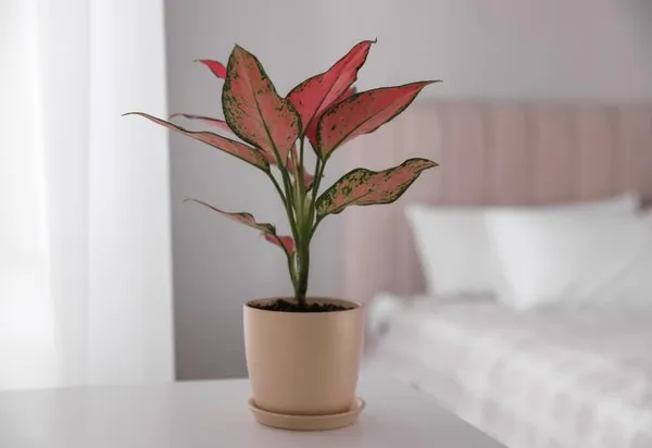 Aglaonema_Indoor_Plant