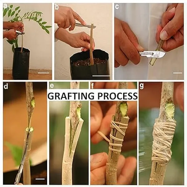 Tamarind_Fruit_Plant