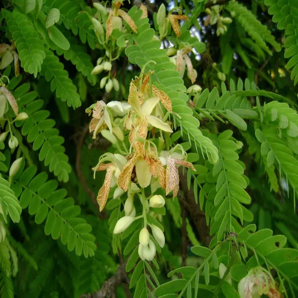 Tamarind_Fruit_Plant