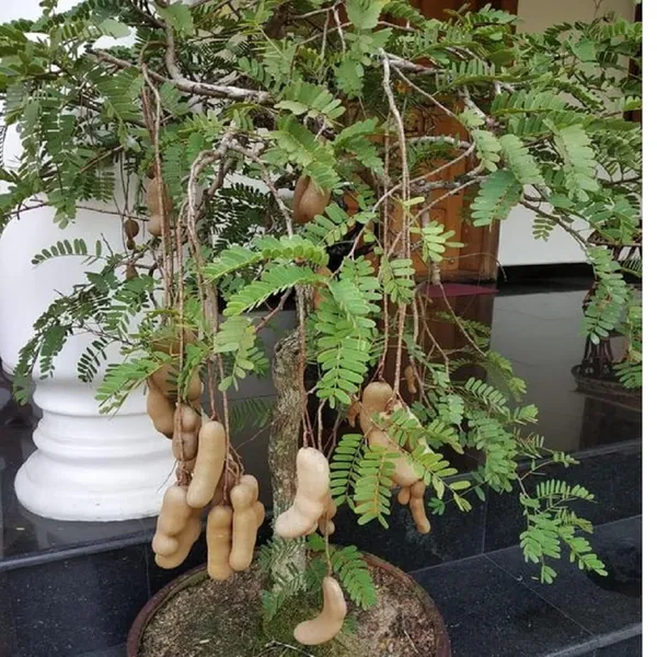 Tamarind_Fruit_Plant