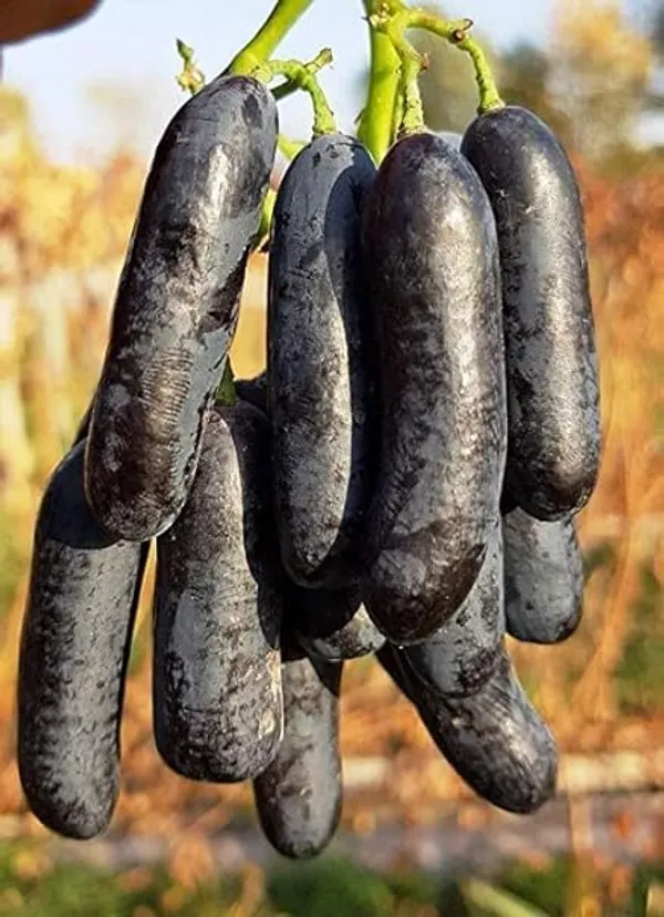 Grape_Plant