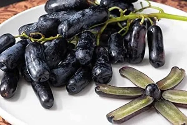 Grape_Plant