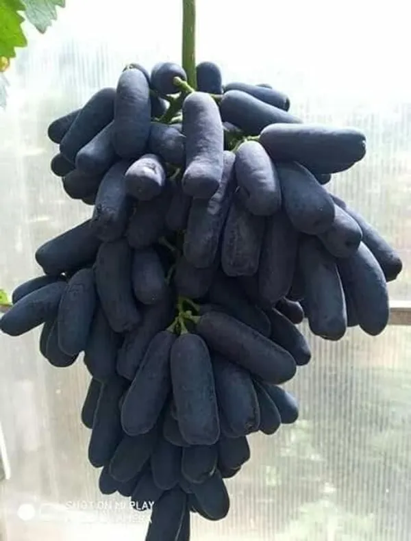 Grape_Plant