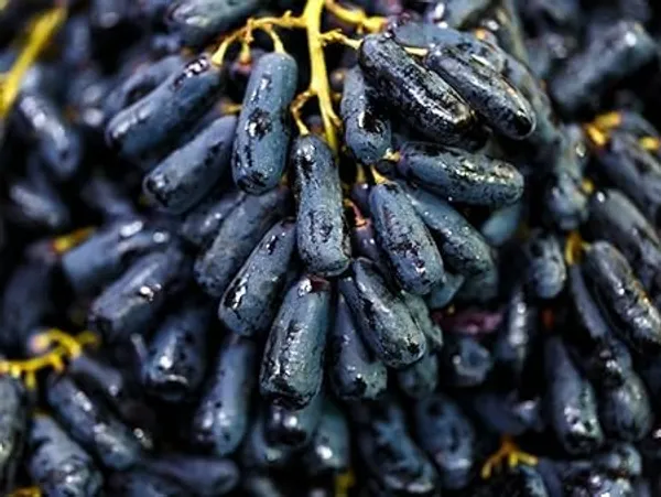 Grape_Plant
