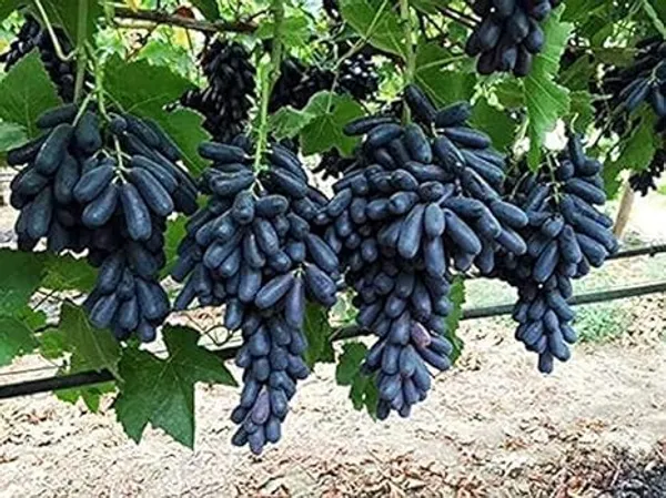 Grape_Plant_Grafted