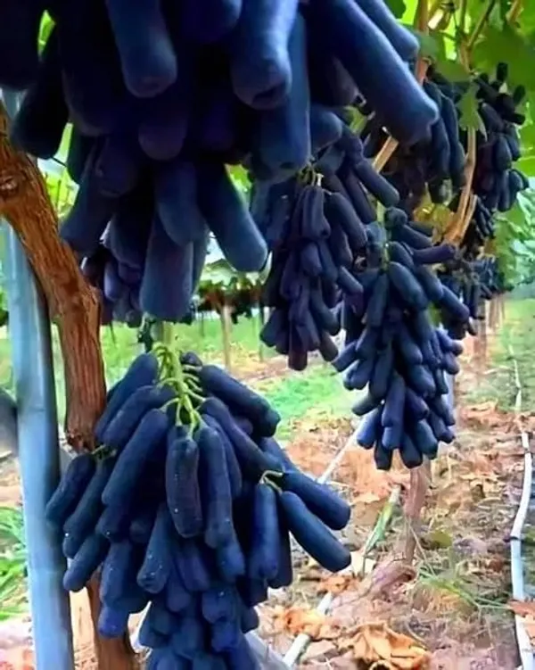 Grape_Plant_Grafted