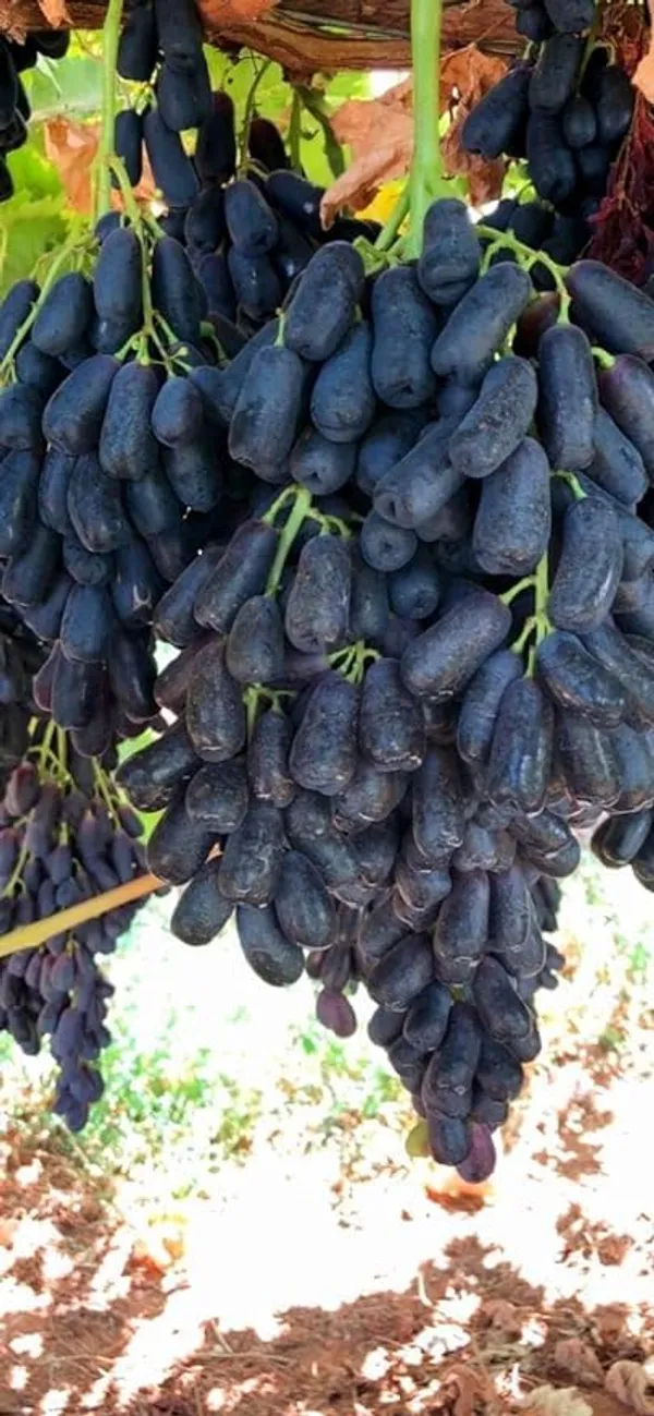 Grape_Plant_Grafted
