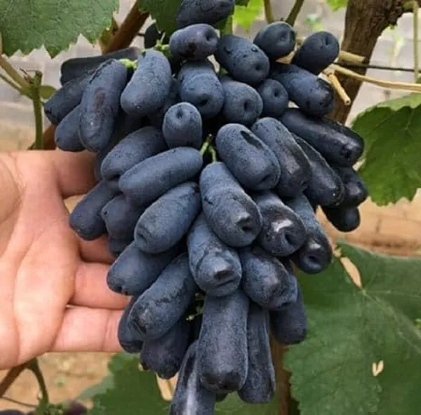 Grape_Plant_Grafted
