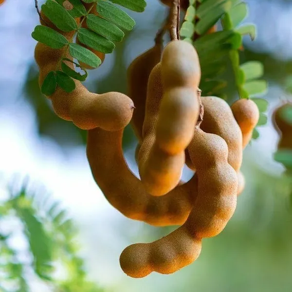 Tamarind_Plant