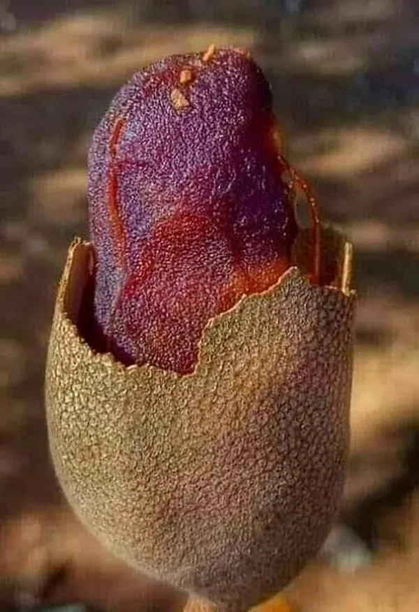 Tamarind_Plant