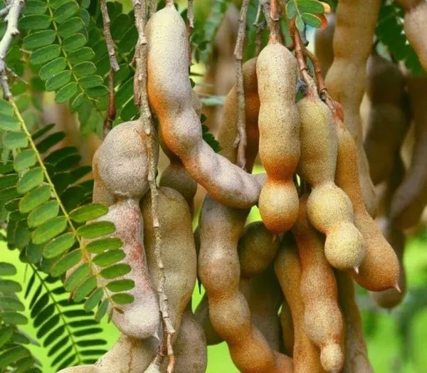 Tamarind_Plant