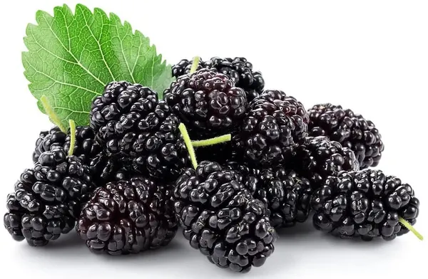 Mulberry_Plant