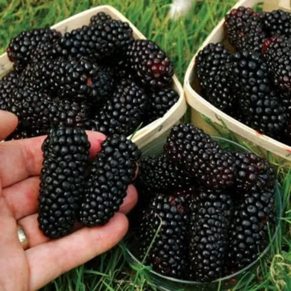 Mulberry_Plant
