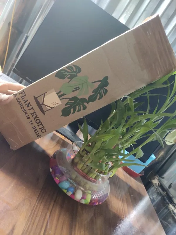 Sweet_Cherry_Fruit_Plant