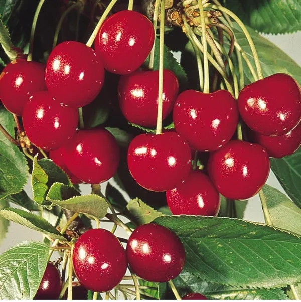 Sweet_Cherry_Fruit_Plant