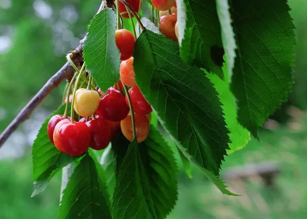 Sweet_Cherry_Fruit_Plant