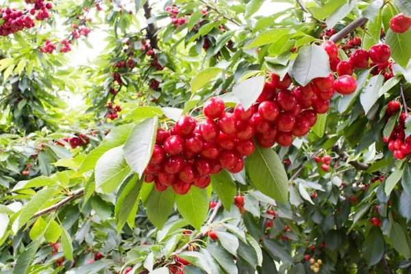 Sweet_Cherry_Fruit_Plant